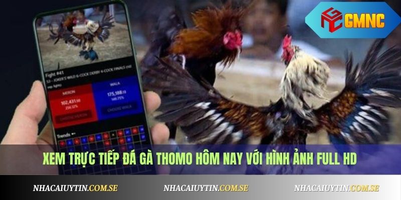 Đá gà Thomo mới nhất hôm nay - Xem trực tiếp Full HD 2 Xem trực tiếp đá gà Thomo hôm nay với hình ảnh Full HD